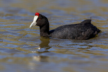 Knobbelmeerkoet; Crested Coot; Fulica cristata