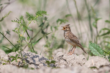Kuifleeuwerik, Crested Lark, Galerida cristata