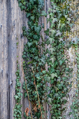 Wild wachsendes Efeu an Fassade