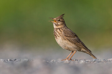 Kuifleeuwerik, Crested Lark, Galerida cristata