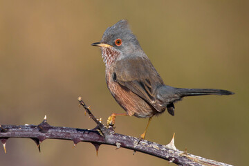 Provencaalse Grasmus; Dartford Warbler; Sylvia undata