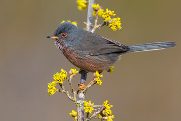 Provencaalse Grasmus; Dartford Warbler; Sylvia undata