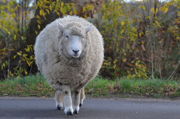 Lamm Schaf  