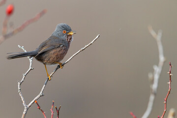 Provencaalse Grasmus; Dartford Warbler; Sylvia undata