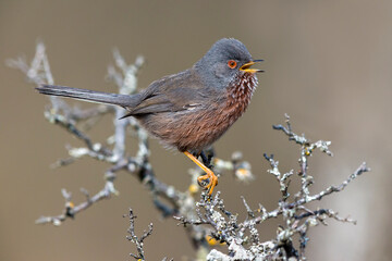 Provencaalse Grasmus; Dartford Warbler; Sylvia undata