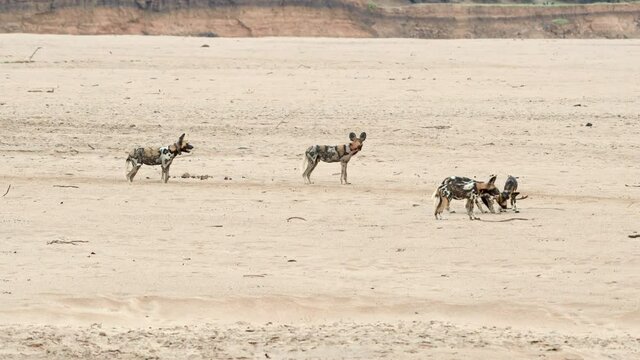pack of playful African wild dog (Lycaon pictus) or painted dog at Luangwa River, South Luangwa National Park, Mfuwe, Zambia, Africa