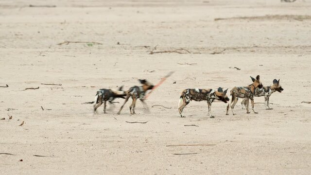 pack of playful African wild dog (Lycaon pictus) or painted dog at Luangwa River, South Luangwa National Park, Mfuwe, Zambia, Africa