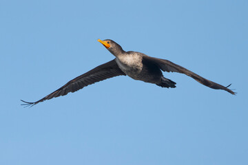 Geoorde Aalscholver; Double-crested Cormorant; Phalacrocorax auritus