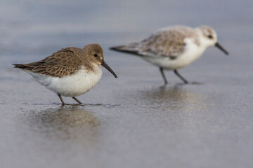 Bonte Strandloper; Dunlin; Calidris alpina