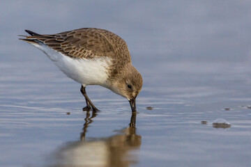 Bonte Strandloper; Dunlin; Calidris alpina