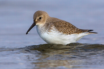 Bonte Strandloper; Dunlin; Calidris alpina