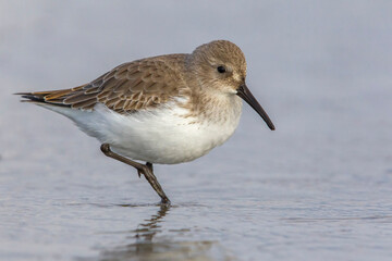 Bonte Strandloper; Dunlin; Calidris alpina