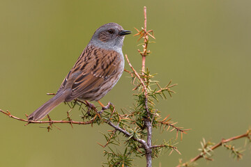 Heggenmus; Dunnock; Prunella modularis