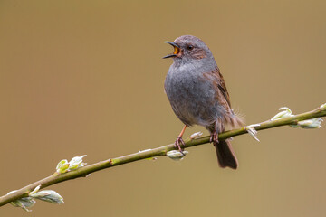 Heggenmus; Dunnock; Prunella modularis