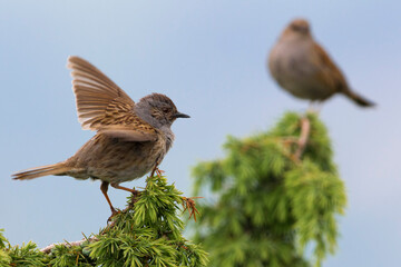 Heggemus; Dunnock; Prunella modularis
