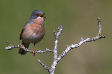 Oostelijke Baardgrasmus; Eastern Subalpine Warbler; Sylvia cantillans