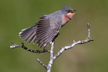 Oostelijke Baardgrasmus; Eastern Subalpine Warbler; Sylvia cantillans
