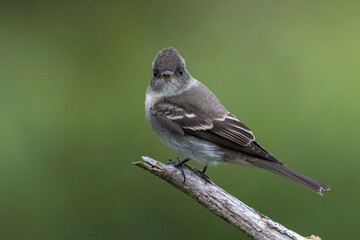 Oostelijke bospiewie; Eastern Wood Pewee; Contopus virens