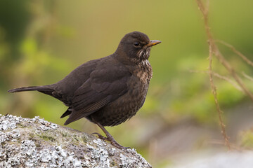 Merel ssp azorensis; Eurasian Blackbird ssp azorensis; Turdus merula azorensis
