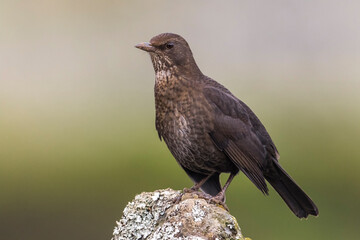 Merel ssp azorensis; Eurasian Blackbird ssp azorensis; Turdus merula azorensis