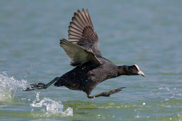 Meerkoet, Eurasian Coot, Fulica atra
