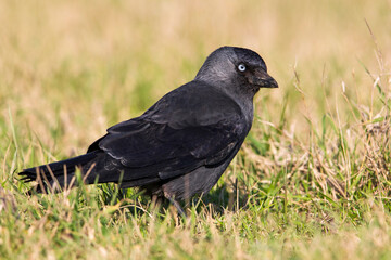 Obraz premium Kauw; Western Jackdaw; Corvus moendula spermologus