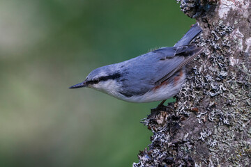 Siberian Nuthatch, Siberische Boomklever, Sitta europaea asiatica
