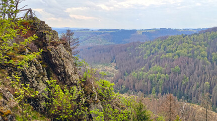 Fototapeta premium Nationalpark Harz