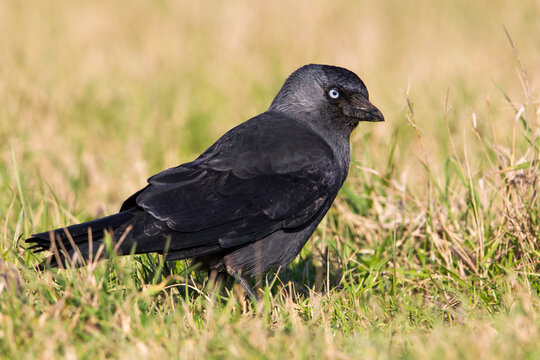Kauw; Western Jackdaw; Corvus moendula spermologus