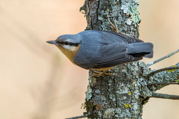 Boomklever  Eurasian Nuthatch  Sitta Europaea © AGAMI