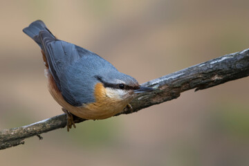 Boomklever; Eurasian Nuthatch; Sitta Europaea