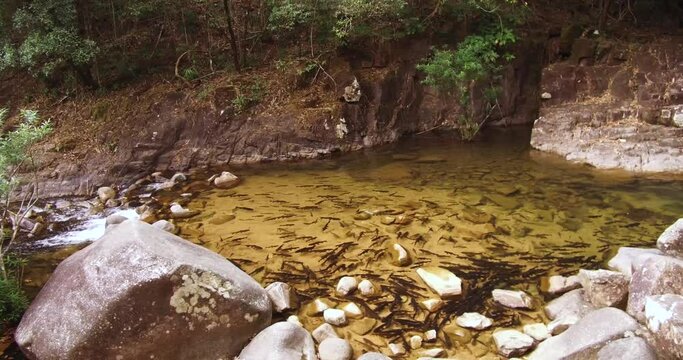School of Fish Soro Brook Carp in Thailand Freshwater Jungle Pond