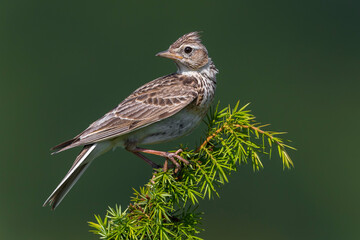 Veldleeuwerik; Eurasian Skylark; Alauda arvensis