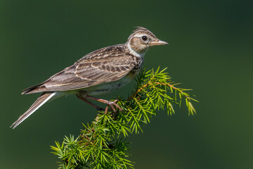 Veldleeuwerik; Eurasian Skylark; Alauda arvensis