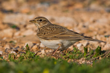 Veldleeuwerik; Eurasian Skylark; Alauda arvensis