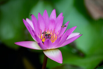 Water Lily and Bees