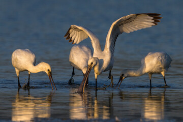 Lepelaar, Eurasian Spoonbill, Platalea leucorodia