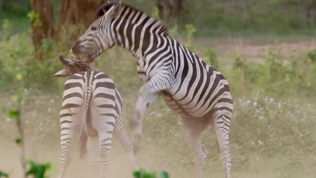 Wide shot of two Burchell's zebra stallions fighting, Kruger National Park.