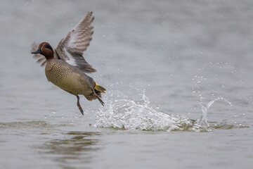Wintertaling; Eurasian Teal; Anas crecca