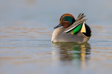 Wintertaling; Eurasian Teal; Anas crecca