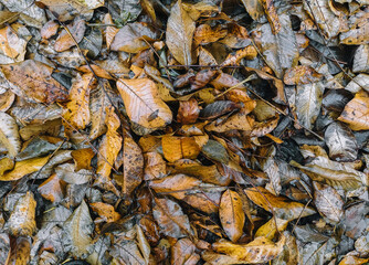The texture of wet autumn brown walnut leaves after rain. Deadwood, top view.