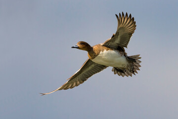 Smient; Eurasian Wigeon; Anas penelope
