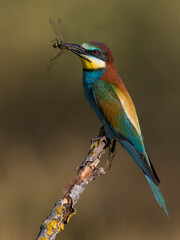 Bijeneter, European Bee-eater, Merops apiaster