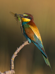 Bijeneter, European Bee-eater, Merops apiaster
