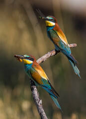 Bijeneter, European Bee-eater, Merops apiaster