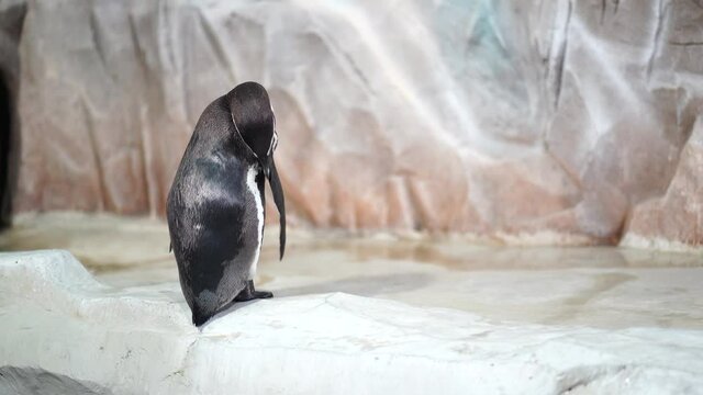 Penguin cleans itself on coast near water. Seabird being cleaned in aquarium.