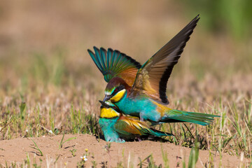 Bijeneter; Bee-eater; Merops apiaster