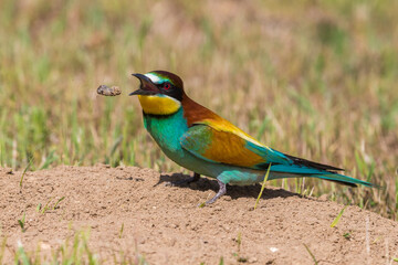 Bijeneter; Bee-eater; Merops apiaster