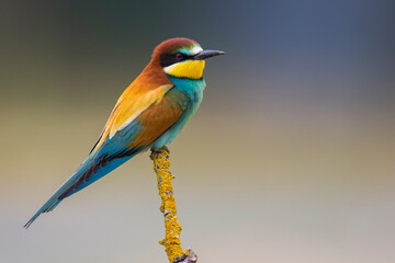 Bijeneter; Bee-eater; Merops apiaster