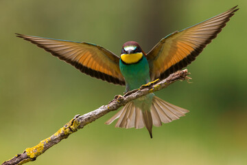 Bijeneter, European Bee-eater, Merops apiaster